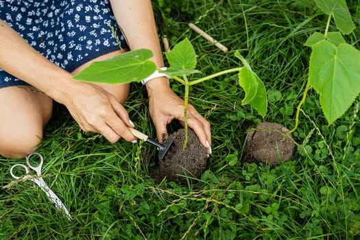 The process of planting paulownia, the root system in the hands of the gardener. Young green paulownia tree, breeding flowering trees by a gardener