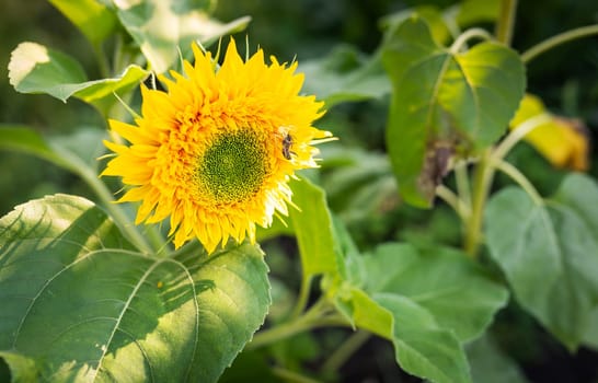 A yellow spider has caught its prey and is holding a wasp sitting on a sunflower in its tentacles. Beautiful sunlight on a sunflower plantation