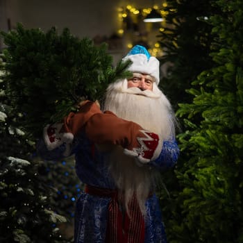 Russian santa claus buys a christmas tree in the store