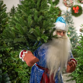 Russian santa claus buys a christmas tree in the store