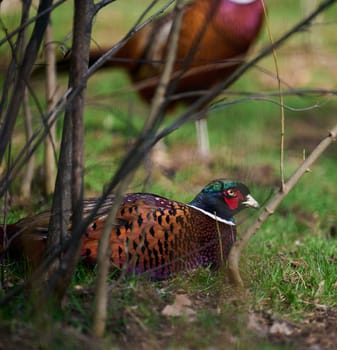 Adult male pheasant walking in the middle of a green lawn