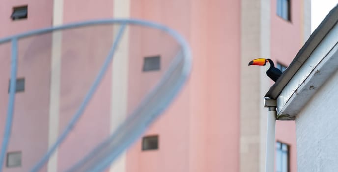 Nature and modernity blend as a colorful Toucan watches a parabolic antenna on a city rooftop.