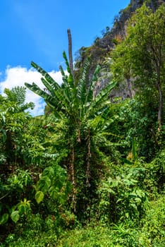 Banana palms near the cliffs on Railay beach west, Ao Nang, Krabi, Thailand.