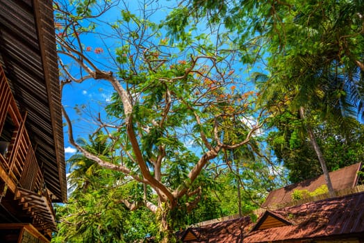 Blossoming tropical tree Royal Poinciana with beautiful red flowers in the village on Railay beach west, Ao Nang, Krabi, Thailand.