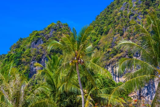 Coconut palm with cliffs rocks on Railay beach west, Ao Nang, Krabi, Thailand.