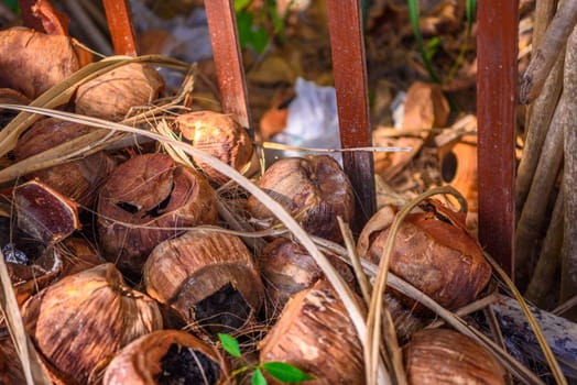 Anolis auratus lizard is sitting on coconuts on Tonsai Bay, Railay Beach, Ao Nang, Krabi, Thailand.