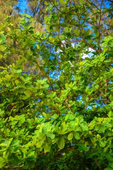 Fresh green leaves of Beach naupaka tree branches on Tonsai Bay, Railay Beach, Ao Nang, Krabi, Thailand.