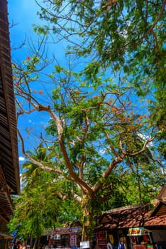 KRABI, THAILAND- MARCH 2018: Blossoming tropical tree Royal Poinciana with beautiful red flowers in the village on Railay beach west, Ao Nang, Krabi, Thailand.