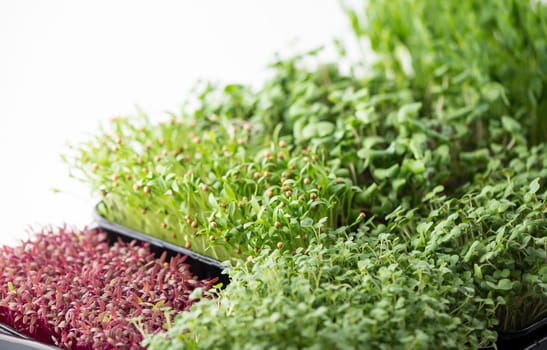 The concept of a healthy diet, growing microgreens - boxes of red amaranth, mustard, arugula, peas, cilantro on a home white windowsill. I cut with scissors