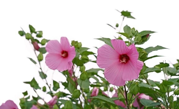 Hibiscus moscheutos, the rose mallow, swamp rose-mallow is a species of flowering plant in the family Malvaceae.