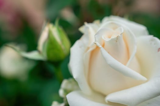 Beautiful Rose and Rosebuds in Rose Garden, Close Up, Selective Focus