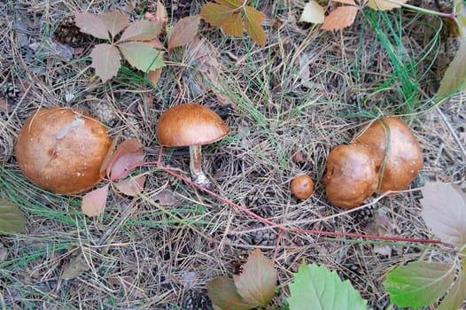 Mushrooms in the forest in the sunshine among the green grass