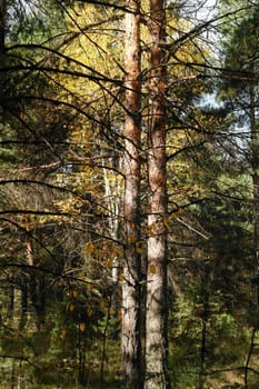 Beautiful summer view of a pine forest in sunshine