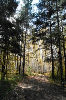 Beautiful summer view of a pine forest in sunshine