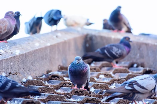The pigeon on roof tiles in nature