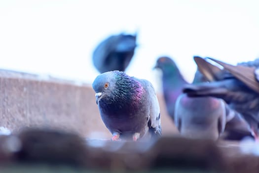 The pigeon on roof tiles in nature