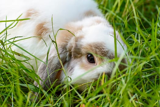 Rabbits are small mammals. Bunny is a colloquial name for a rabbit.