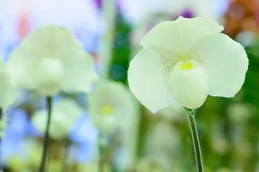Paphiopedilum, often called the Venus slipper, is a genus of the Lady slipper orchid subfamily Cypripedioideae of the flowering plant family Orchidaceae.