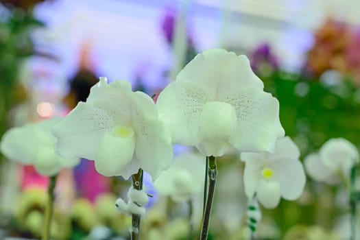 Paphiopedilum, often called the Venus slipper, is a genus of the Lady slipper orchid subfamily Cypripedioideae of the flowering plant family Orchidaceae.