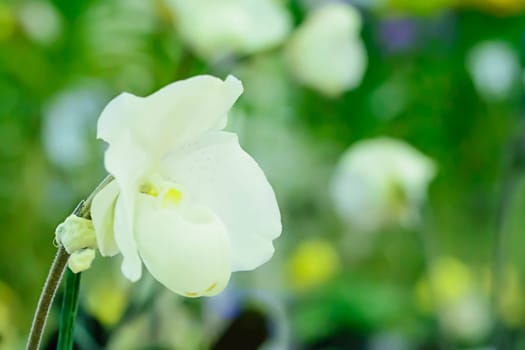 Paphiopedilum, often called the Venus slipper, is a genus of the Lady slipper orchid subfamily Cypripedioideae of the flowering plant family Orchidaceae.