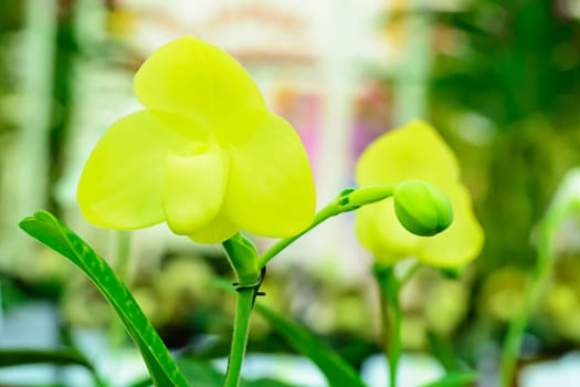 Paphiopedilum, often called the Venus slipper, is a genus of the Lady slipper orchid subfamily Cypripedioideae of the flowering plant family Orchidaceae.