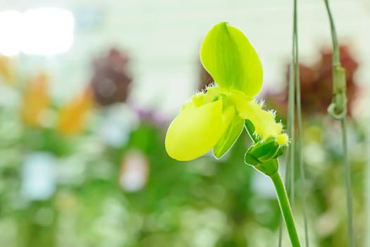 Paphiopedilum, often called the Venus slipper, is a genus of the Lady slipper orchid subfamily Cypripedioideae of the flowering plant family Orchidaceae.