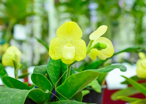 Paphiopedilum, often called the Venus slipper, is a genus of the Lady slipper orchid subfamily Cypripedioideae of the flowering plant family Orchidaceae.