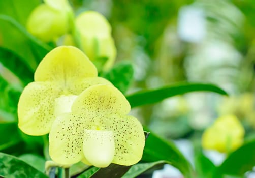 Paphiopedilum, often called the Venus slipper, is a genus of the Lady slipper orchid subfamily Cypripedioideae of the flowering plant family Orchidaceae.