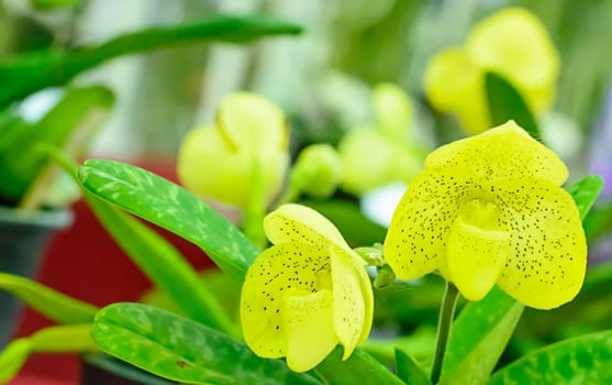 Paphiopedilum, often called the Venus slipper, is a genus of the Lady slipper orchid subfamily Cypripedioideae of the flowering plant family Orchidaceae.
