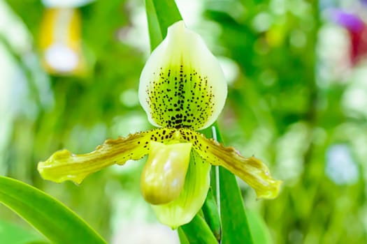 Paphiopedilum, often called the Venus slipper, is a genus of the Lady slipper orchid subfamily Cypripedioideae of the flowering plant family Orchidaceae.
