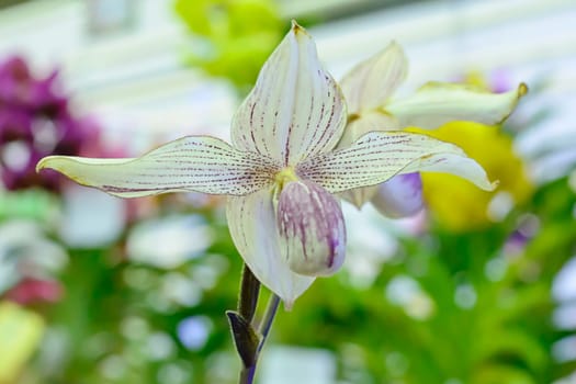Paphiopedilum, often called the Venus slipper, is a genus of the Lady slipper orchid subfamily Cypripedioideae of the flowering plant family Orchidaceae.