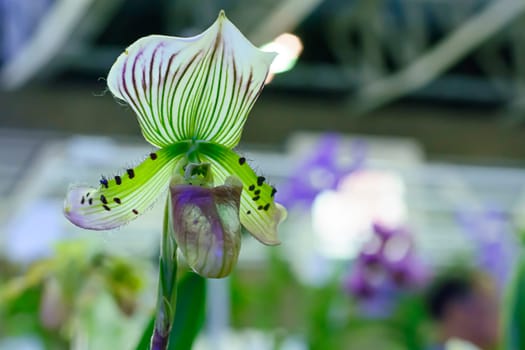 Paphiopedilum, often called the Venus slipper, is a genus of the Lady slipper orchid subfamily Cypripedioideae of the flowering plant family Orchidaceae.