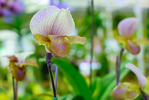 Paphiopedilum, often called the Venus slipper, is a genus of the Lady slipper orchid subfamily Cypripedioideae of the flowering plant family Orchidaceae.