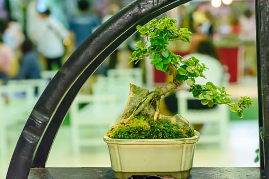 Small tree, cultivated with thai technique of bonsai.