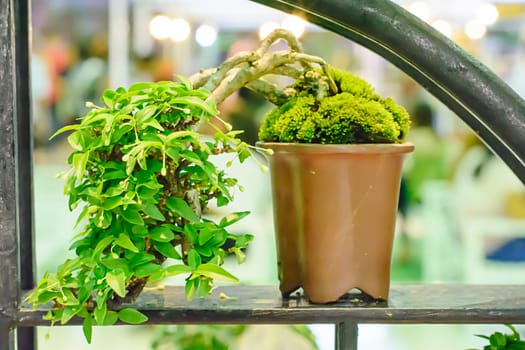 Small tree, cultivated with thai technique of bonsai.