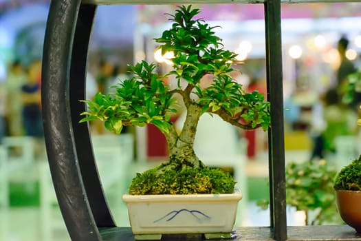Small tree, cultivated with thai technique of bonsai.