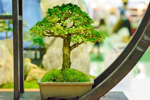 Small tree, cultivated with thai technique of bonsai.