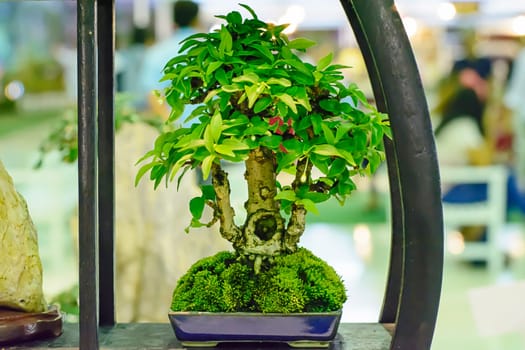 Small tree, cultivated with thai technique of bonsai.