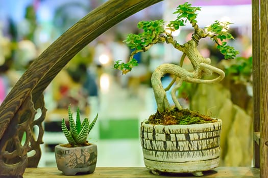Small tree, cultivated with thai technique of bonsai.