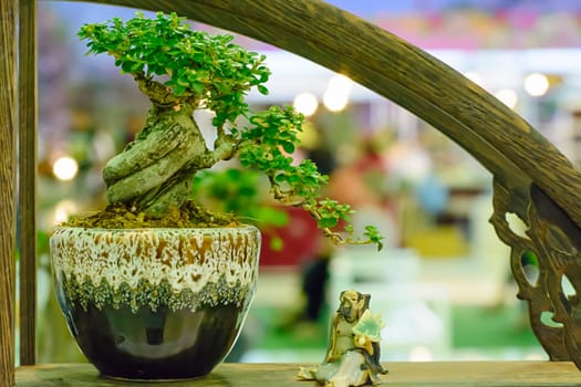 Small tree, cultivated with thai technique of bonsai.