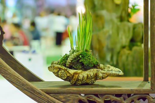 Small tree, cultivated with thai technique of bonsai.