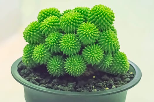 Cactus is a plant that is in the desert. It is perennialdehydration. Therefore, it can be placed in the desert.