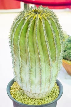 Cactus is a plant that is in the desert. It is perennialdehydration. Therefore, it can be placed in the desert.