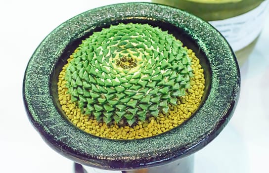 Cactus is a plant that is in the desert. It is perennialdehydration. Therefore, it can be placed in the desert.
