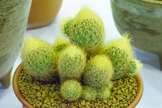 Cactus is a plant that is in the desert. It is perennialdehydration. Therefore, it can be placed in the desert.