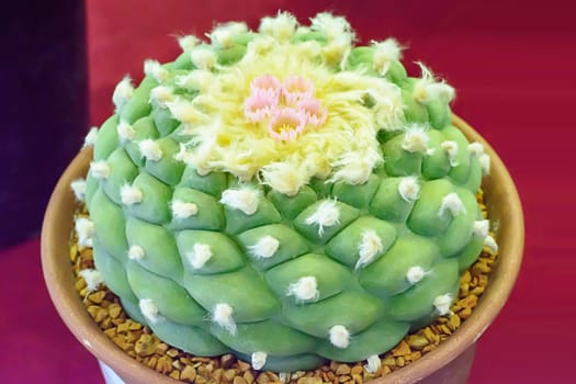 Cactus is a plant that is in the desert. It is perennialdehydration. Therefore, it can be placed in the desert.