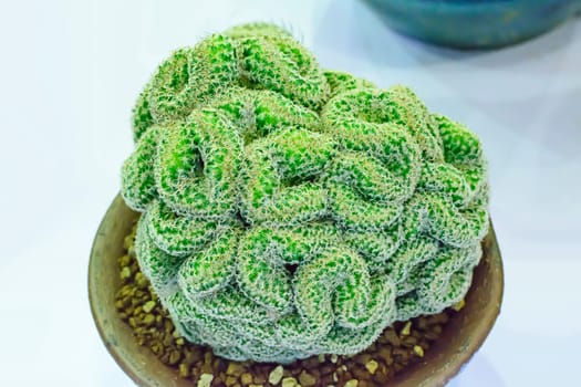 Cactus is a plant that is in the desert. It is perennialdehydration. Therefore, it can be placed in the desert.