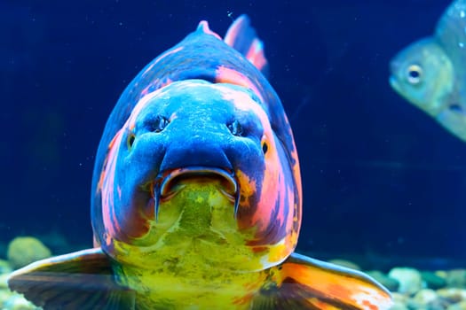 The fish in the cabinet, bright colors.