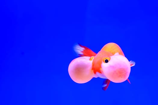 The goldfish isolated in water black background.