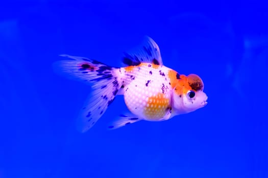The goldfish isolated in water black background.